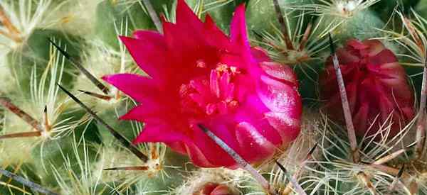 Cactus con flores cómo hacer florecer cactus [todo el año]