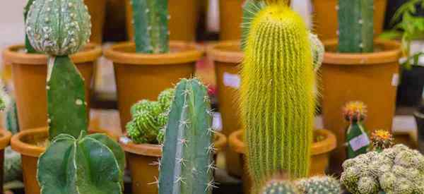 Propagação de cactos como propagar plantas de cacto e filhotes de cacto