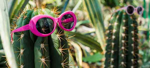 O charme de cactos e suculentas se forma, flores e fascínio