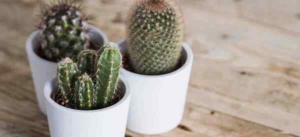 Comment faire le meilleur mélange de sols de cactus