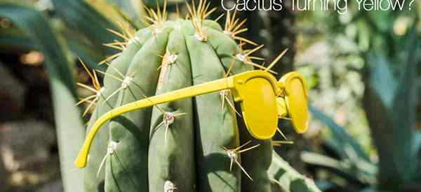 Que faire à propos du cactus devenant jaune