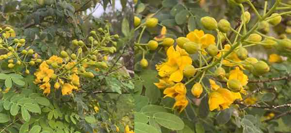 Cómo cuidar las plantas mexicanas de las plantas para el paraíso