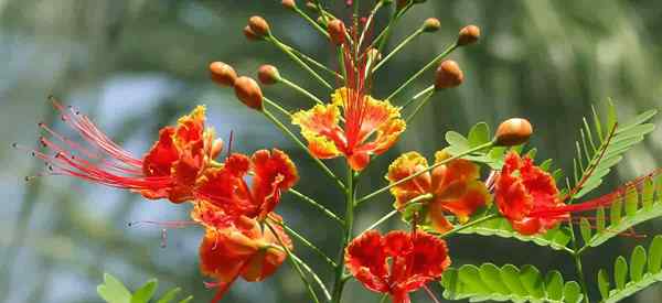 Caesalpinia Pulcherrima se soucie de faire pousser l'arbre Poinciana nain