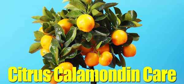 Calamondin Care wskazuje na uprawę karłowatego drzewa kalmondinowego