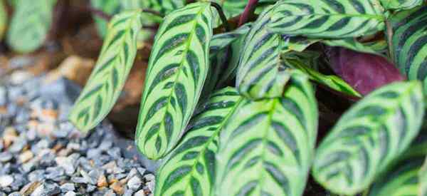 Croignant Ctenanthe Burle-Marxii Comment prendre soin des plantes à poisson calathea