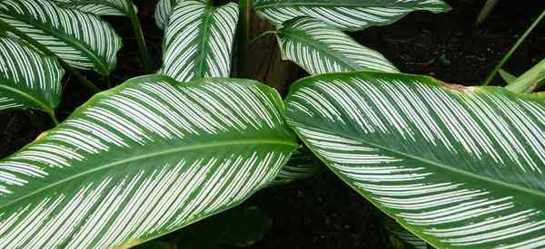 Cómo cuidar las plantas de oración de Calathea Ornata, también conocida como Pinstripe Calathea