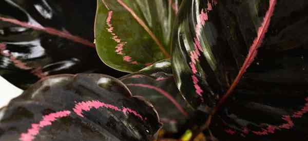 Comment cultiver Calathea roseopicta