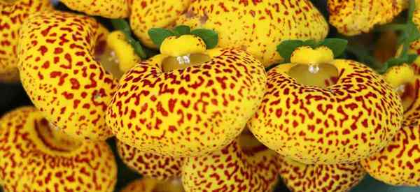 Planta de bolso em crescimento cuidando da linda flor de Calceolaria