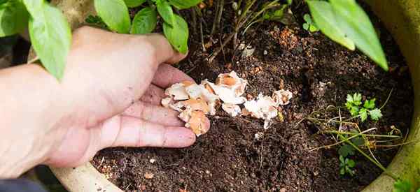 Calcium pour les plantes à quel point le calcium est important et bénéfique