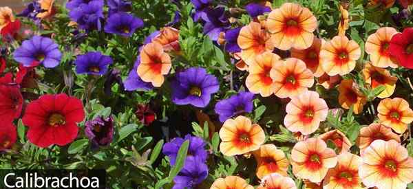 Calibrachoa soins qui poussent des millions de cloches fleurs