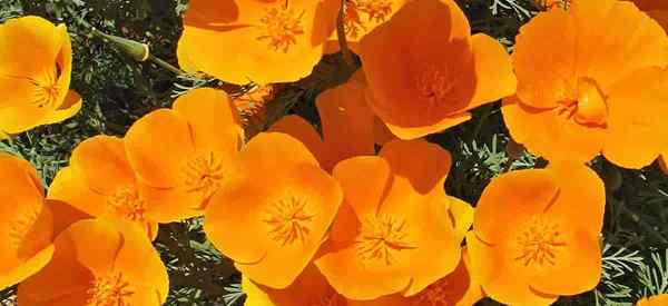 Berkembang California Poppy Belajar Eschscholzia Californica Penjagaan