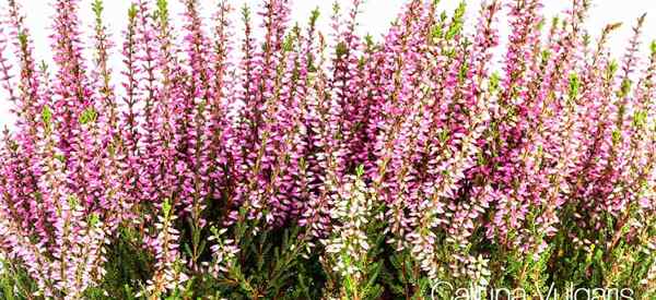 Calluna Vulgaris se preocupa por el cultivo de Heather común