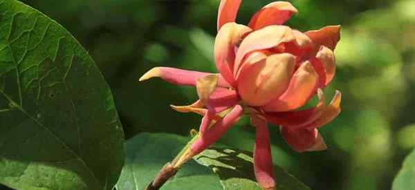 Cómo cuidar Calycanthus occidentalis