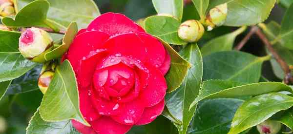 Cultivo de plantas de camelia Cómo cuidar las flores de camelia