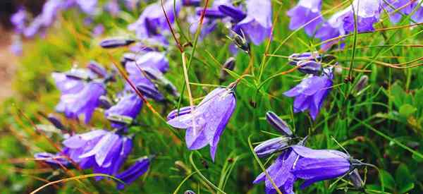 Campanula carpatica Info Jak uprawiać bathian bellflower