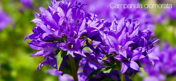 Campanula Glomerata Plantes Périrant de la cluster Bellflower