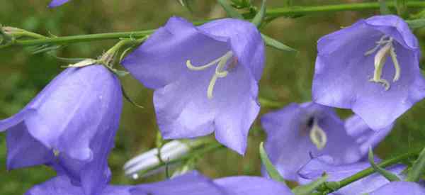 Campanula Persicifolia Care sobre el cultivo de campanas de hojas de durazno