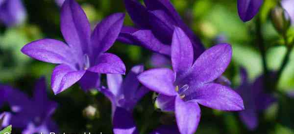 Campanula Portenschlagiana se soucie de faire pousser des dalmation bellflowers