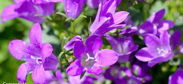 Cultiver la fleur de Campanula s'occuper des fleurs de cloche à l'ancienne