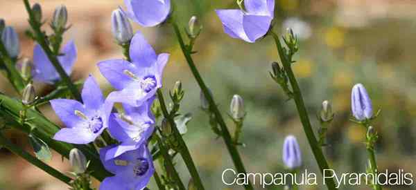 Campanula Pyramidalis Care uprawianie komina Bellflower