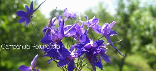Campanula rotundifolia plante comment cultiver et prendre soin de Harebell