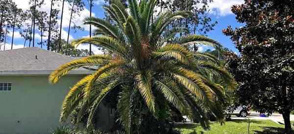 Como cuidar da palmeira da Data da Ilha Canária