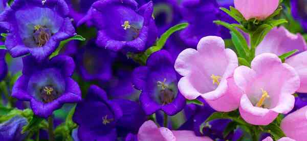 Canterbury Bells Flower Campanula menanam dan peduli