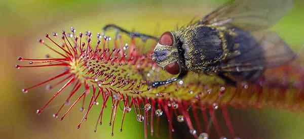 Cape Sundew Plant Learning to Rose i opieki nad Drosera capensis