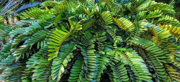 Cuidados com a planta de papelão - Dicas sobre o crescimento da palmeira Zamia