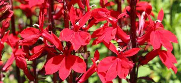 Fleur cardinale en croissance apprend les soins de la lobelia cardinalis rouge frappant