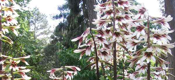 Dicas de cuidados com cardiocrinum giganteum sobre o cultivo da gigante Himalaia Lily