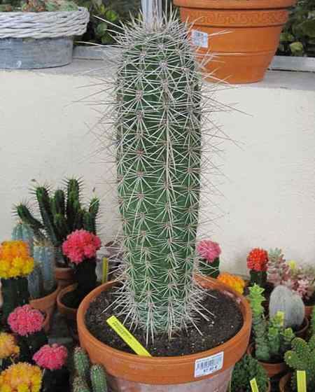 Cardon Cactus Care wächst den riesigen mexikanischen Pachycereus Pringlei