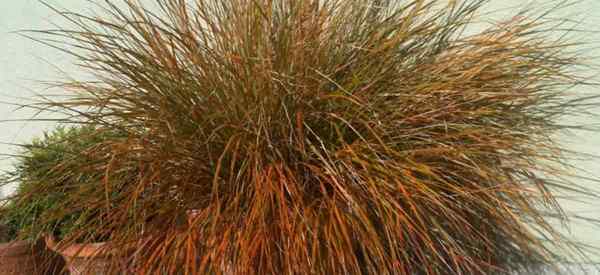 Carex testacea Cómo cultivar y cuidar la juncia naranja de Nueva Zelanda