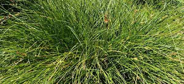 Cómo cuidar las plantas de tumulicola Carex