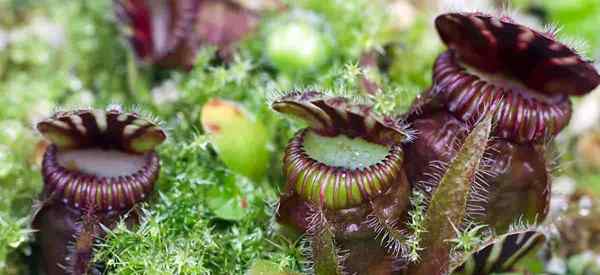 Types de plantes carnivores l'insectivore curieux