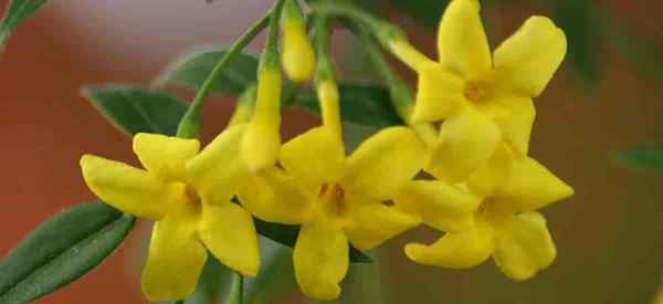 Carolina Jessamine Cuidado Criando o Estado da Carolina do Sul Gelsemium Sempervirens