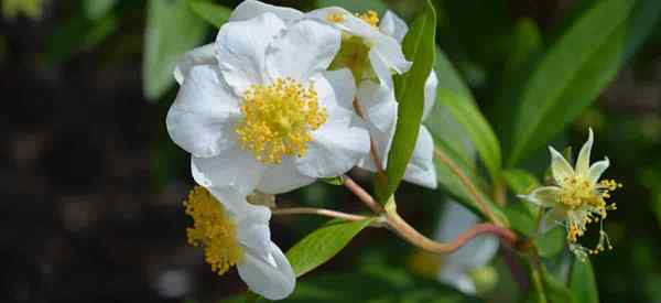 Belajar Petua Penjagaan Carpenteria Californica