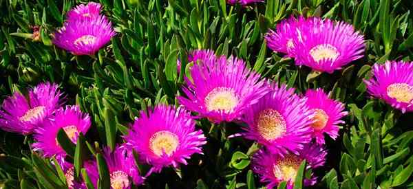 Wachsender Carpobrotus edulis hottentot Feigen Eispflanzenpflege