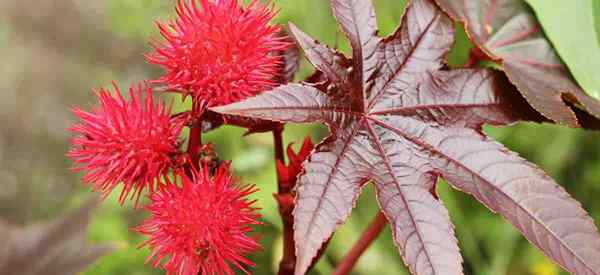 Rosnące rośliny fasoli rycynowej Jak dbać o Ricinus communis