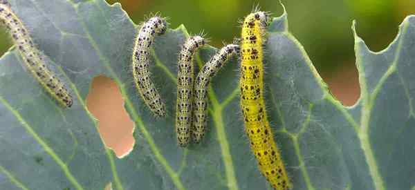 Comment se débarrasser des chenilles sur les plantes