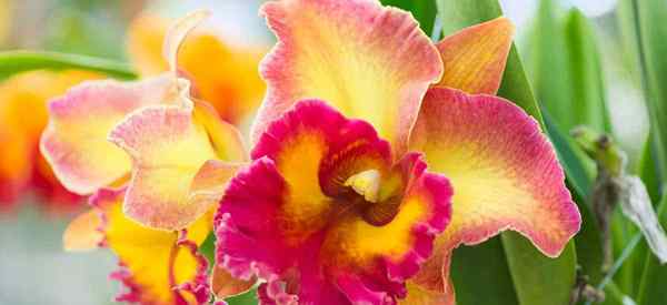 Cattleya Orchid Hybrids em nossa estufa no porão