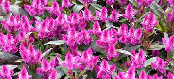 Bagaimana merawat celosia argentea