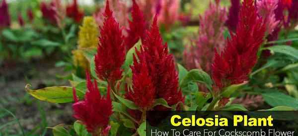 Wie man sich um die Celosia -Anlage kümmert