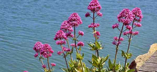 Centranthus ruber como crescer e cuidar de valeriana vermelha