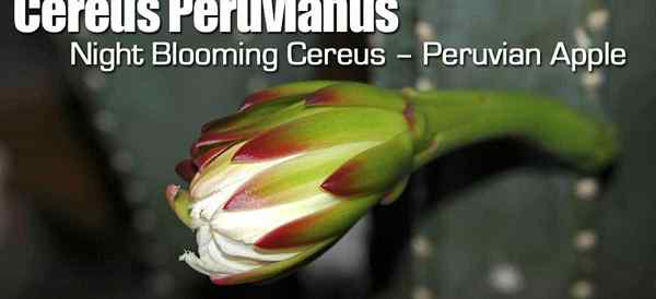 Cereus peruvianus cure apprenant à développer le cactus de pomme péruvien