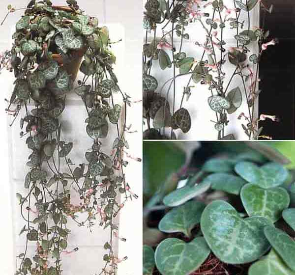 Ceropegia Woodii kümmert sich darum, wie man eine Reihe von Herzen Rosenkranz anbauen kann