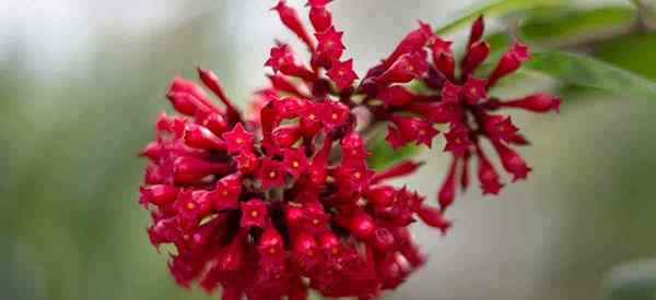 Consejos de plantas de Cestrum para cultivar y propagar la ralladura naranja Cestrum