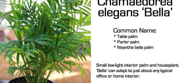 Neanthe Bella Palm - Top Top - Chamaedorea elegans 'Bella'