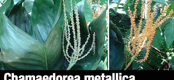 Chamaedorea metallica - palmera de metal - una palma pequeña y dura