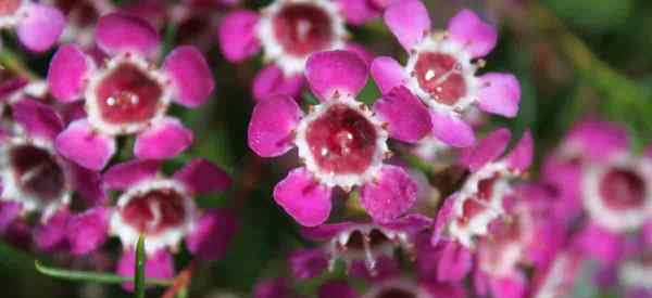 Waxflower [Chamaelaucium uncinatum] Crescendo e cuidando